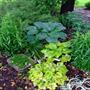 Stoplight tiarella, King Tut Hosta and Elegans Hosta